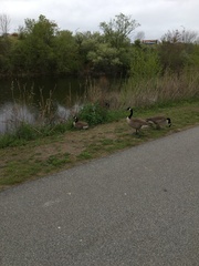 Branta canadensis