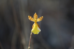 Oncidium graminifolium