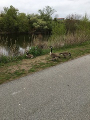 Branta canadensis