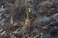 Oncidium graminifolium