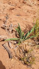 Frasera albomarginata