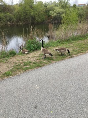 Branta canadensis