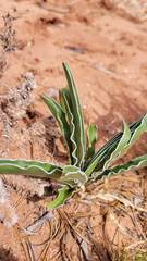 Frasera albomarginata