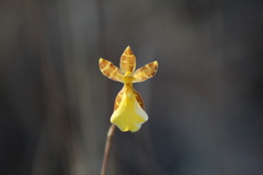 Oncidium graminifolium