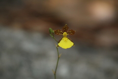 Oncidium graminifolium