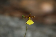 Oncidium graminifolium