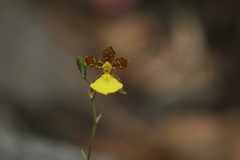 Oncidium graminifolium