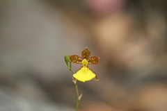 Oncidium graminifolium