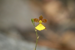 Oncidium graminifolium