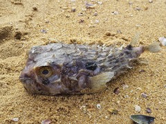 Chilomycterus spinosus