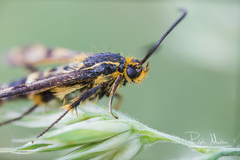 Chamaesphecia empiformis