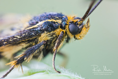 Chamaesphecia empiformis