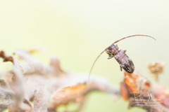 Exocentrus adspersus