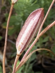 Calochortus invenustus