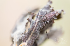 Exocentrus adspersus