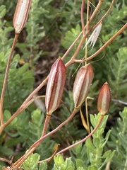 Calochortus invenustus