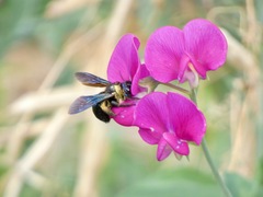 Xylocopa californica arizonensis