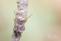 Exocentrus adspersus