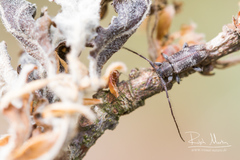 Exocentrus adspersus