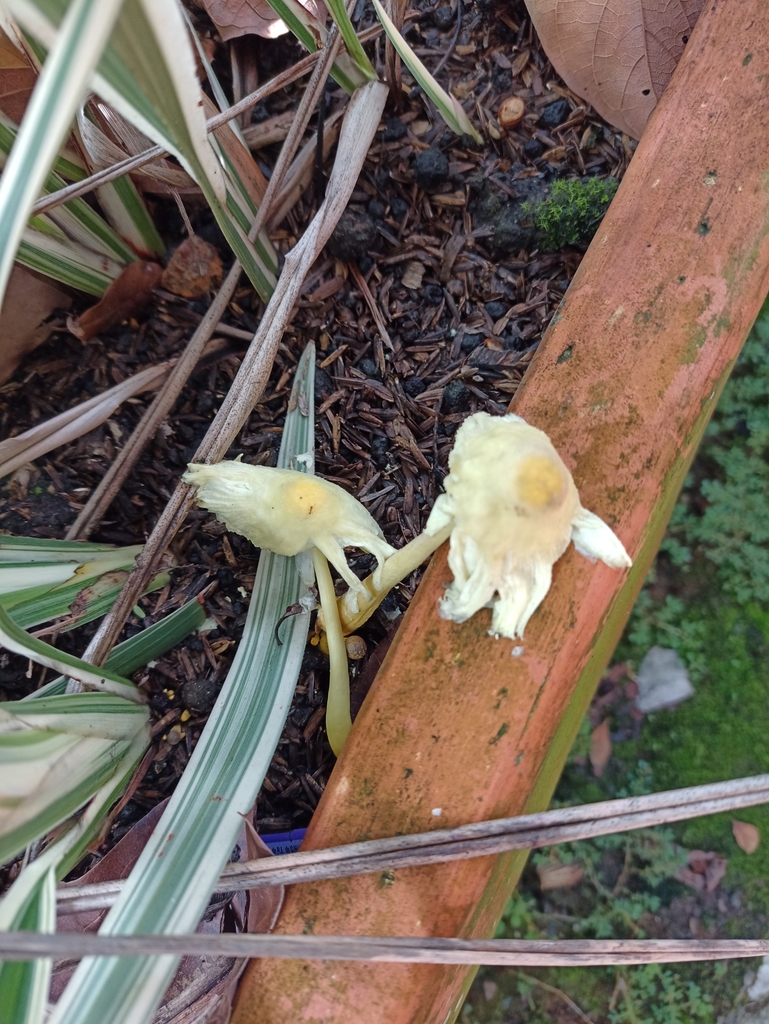 Leucocoprinus birnbaumii · May 2022 · photo: © biomartita (iNaturalist, cc-by)