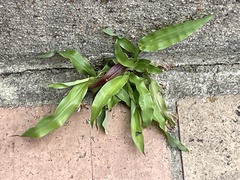 Paspalum langei