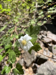Rubus neomexicanus