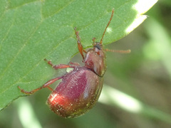 Chrysolina staphylaea