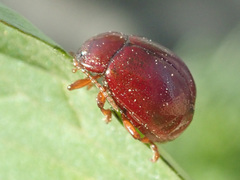 Chrysolina staphylaea