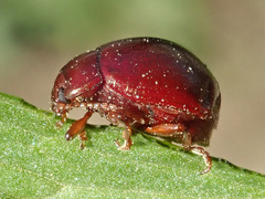 Chrysolina staphylaea