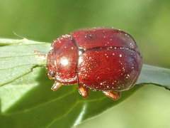 Chrysolina staphylaea