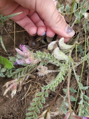 Astragalus inflexus