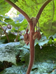 Podophyllum