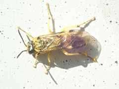 Tenthredo talyshensis