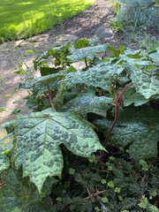 Podophyllum