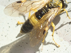 Tenthredo talyshensis