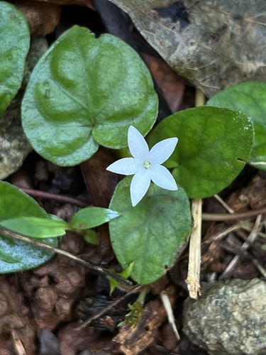 Geophila repens (L.) I.M.Johnst.