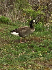 Anser cygnoides × Branta canadensis