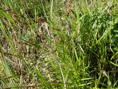 Carex pediformis