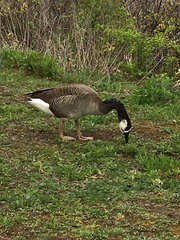 Anser cygnoides × Branta canadensis