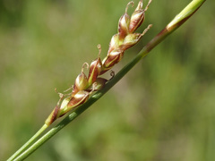 Carex pediformis