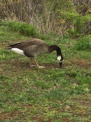 Anser cygnoides × Branta canadensis
