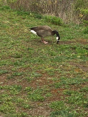 Anser cygnoides × Branta canadensis