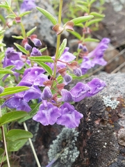 Scutellaria angustifolia angustifolia
