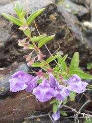 Scutellaria angustifolia angustifolia