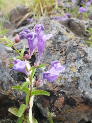 Scutellaria angustifolia angustifolia