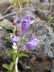 Scutellaria angustifolia angustifolia