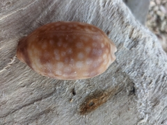 Macrocypraea zebra