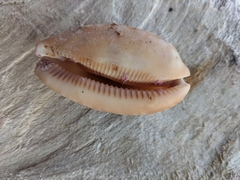 Macrocypraea zebra