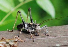 Paratlanticus ussuriensis