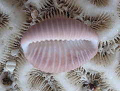 Pusula pediculus